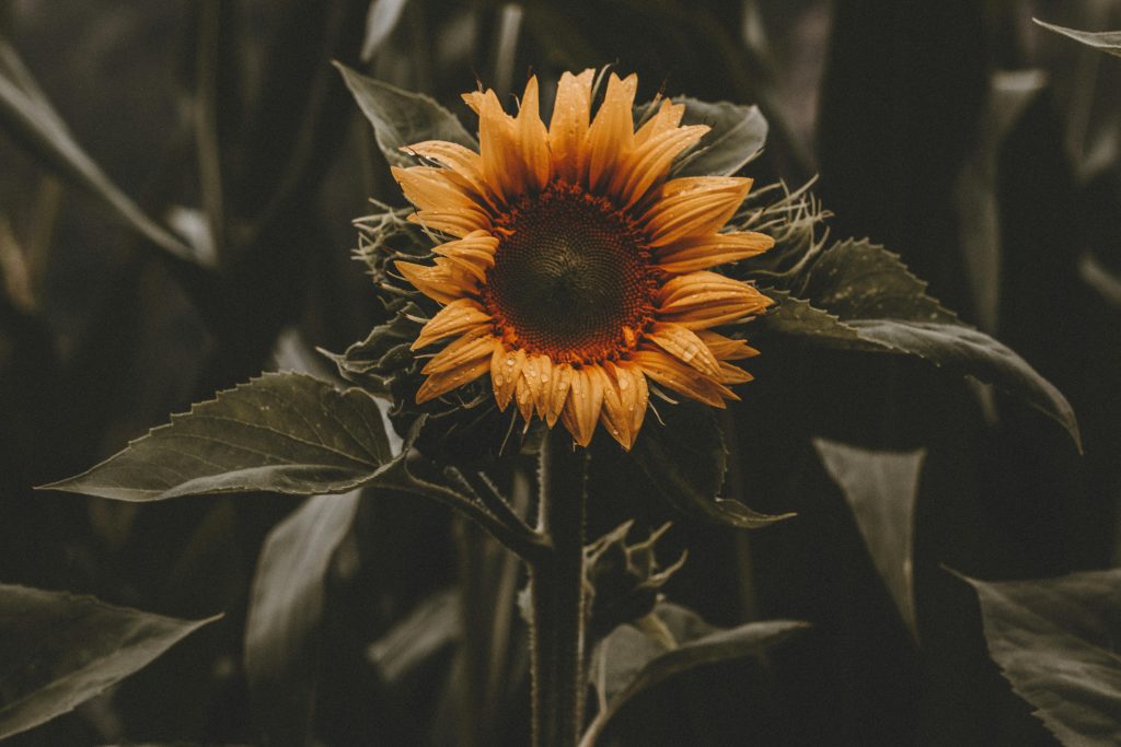 Tournesol - photo eberhard grossgasteiger - Pexels
