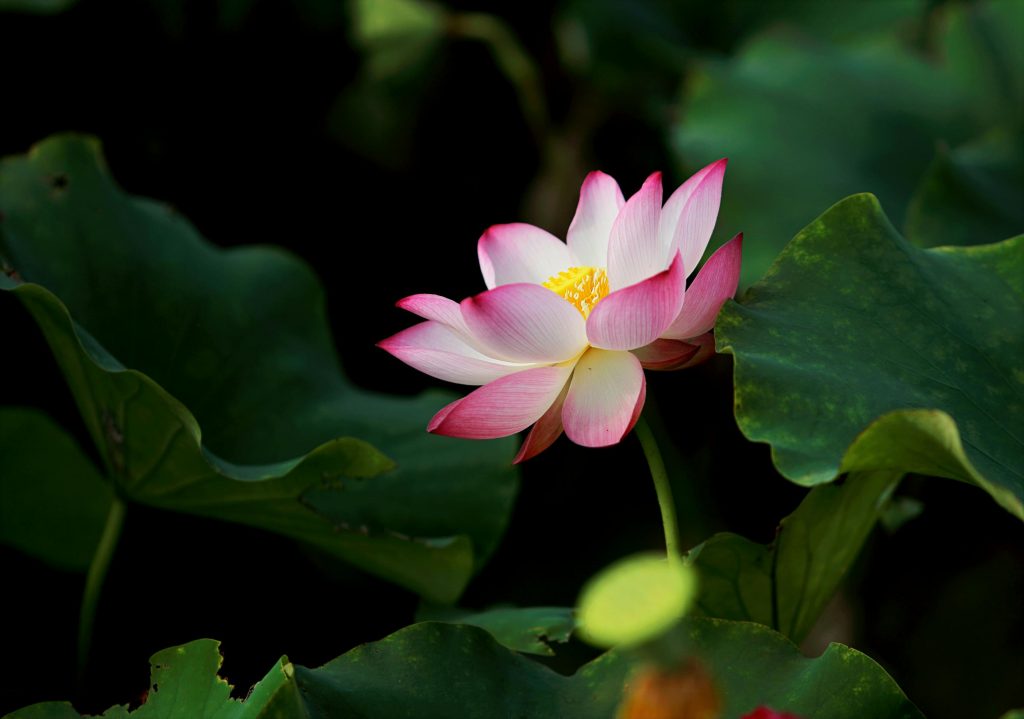 Fleur de lotus - Photo Hiếu Hoàng - Pexels