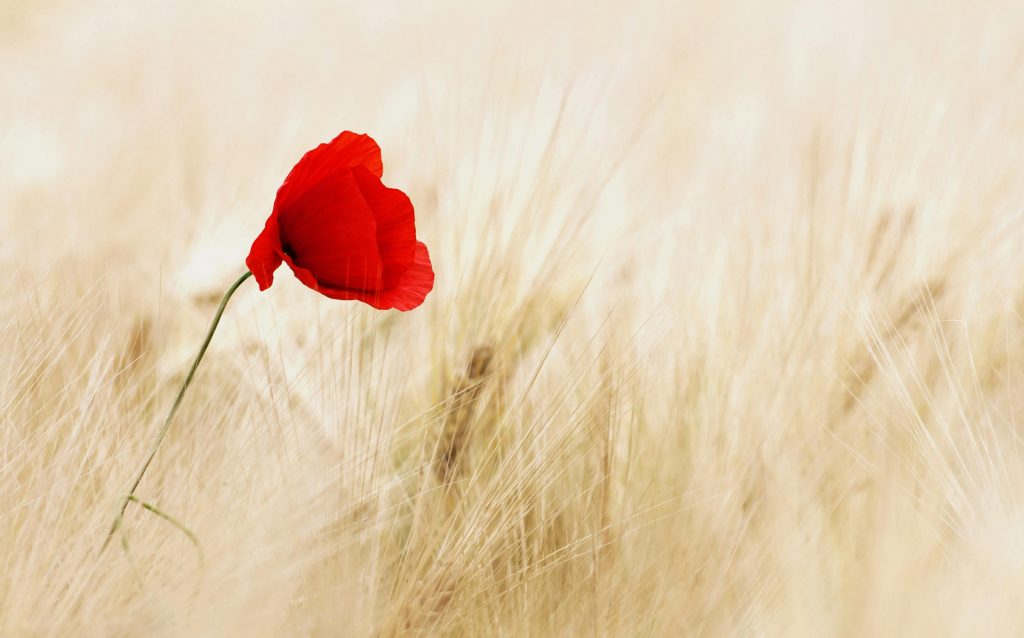 Coquelicot - photo Pixabay - Pexels